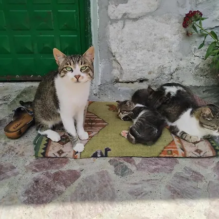 Shtini بيت ضيافة